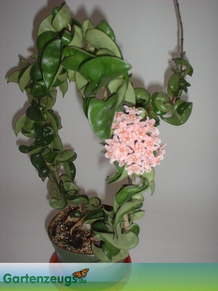 هویا کارنوزا